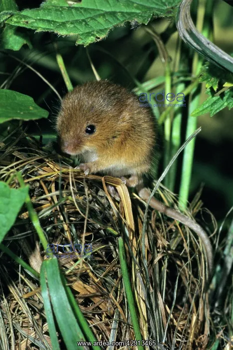  : Harvest Mouse - baby animal at nest entrance