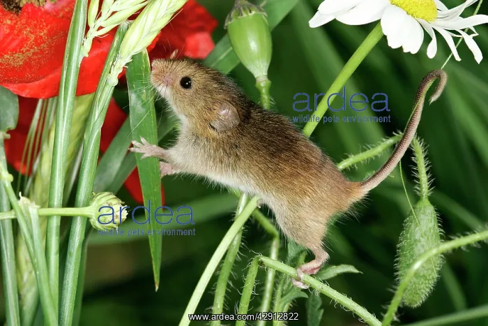 : Harvest Mouse - balancing on plants : Harvest Mouse - balancing on plants