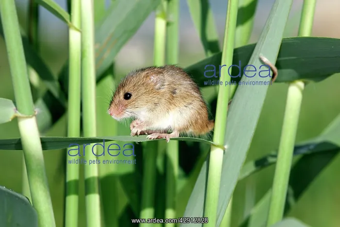 : Harvest Mouse - balancing on plants : Harvest Mouse - balancing on plants