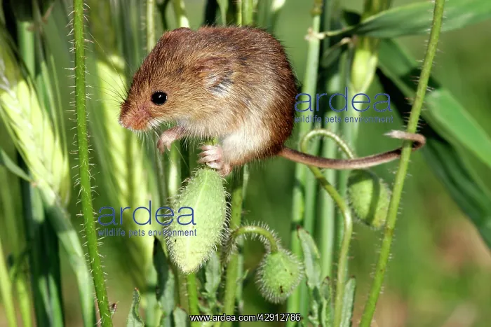 : Harvest MOUSE - balancing on poppy : Harvest MOUSE - balancing on poppy