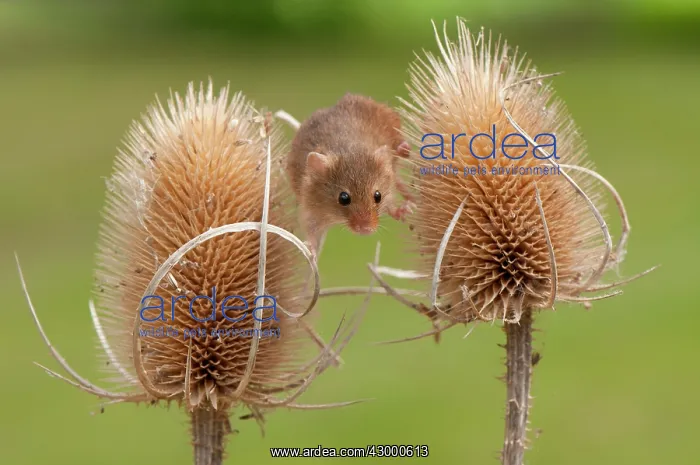 : Harvest Mouse. balancing between teasel heads : Harvest Mouse. balancing between teasel heads