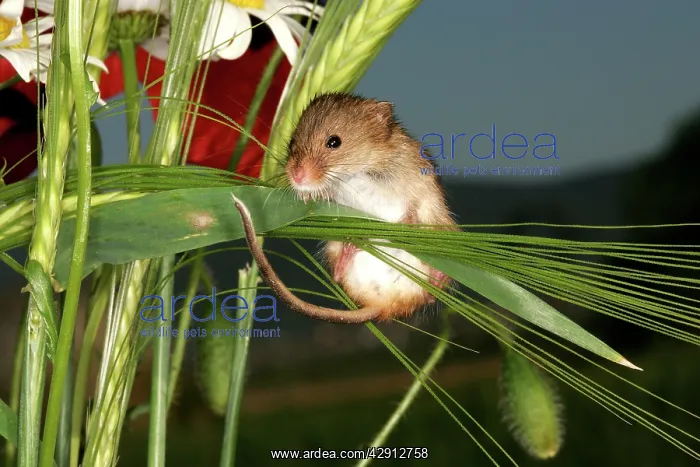 : Harvest MOUSE - balancing on wheat ear : Harvest MOUSE - balancing on wheat ear