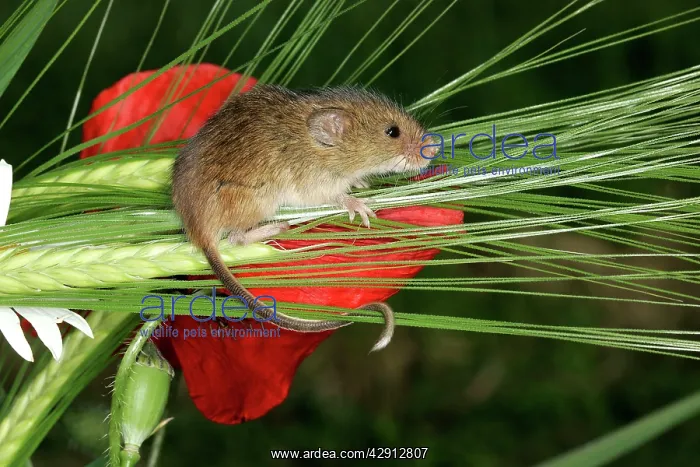 : Harvest Mouse - balancing on wheat ear : Harvest Mouse - balancing on wheat ear