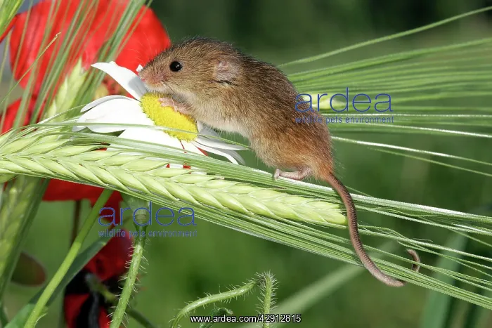 : Harvest Mouse - balancing on wheat ear : Harvest Mouse - balancing on wheat ear