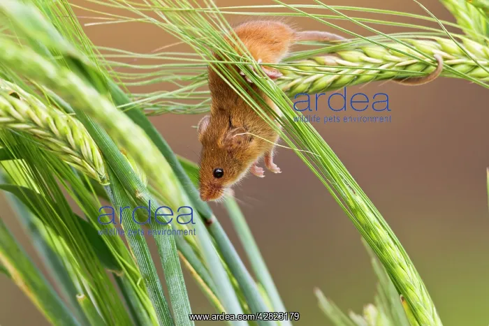 : Harvest Mouse - in barley : Harvest Mouse - in barley