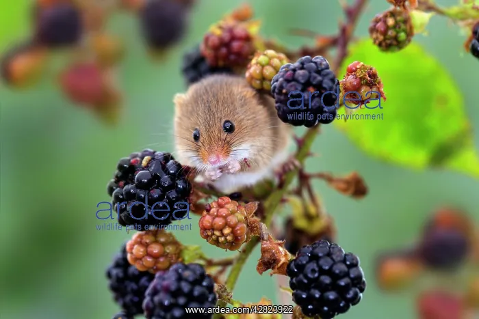 : Harvest Mouse - Blackberries : Harvest Mouse - Blackberries