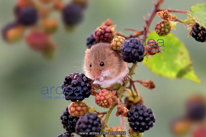 : Harvest Mouse - Blackberries : Harvest Mouse - Blackberries