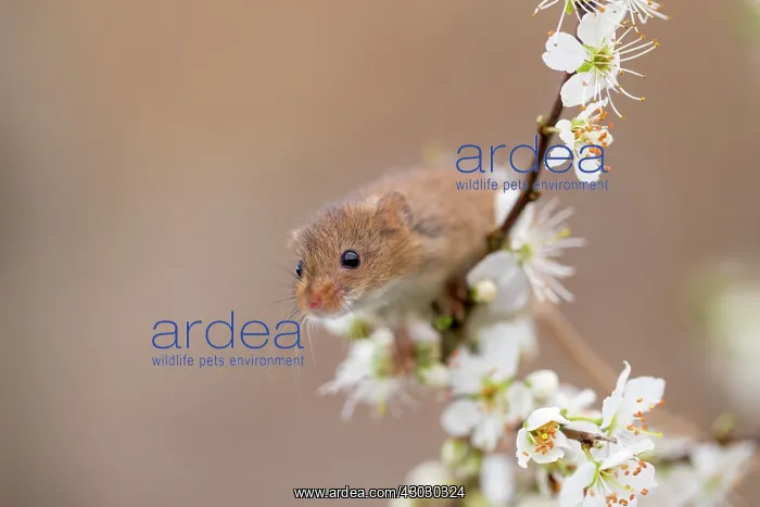 : Harvest Mouse - on Blackthorn Blossom - Devon - UK : Harvest Mouse - on Blackthorn Blossom - Devon - UK