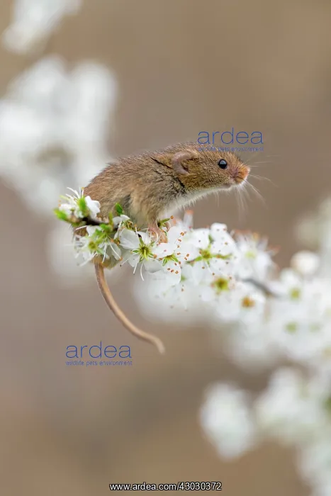 : Harvest Mouse - on Blackthorn Blossom - Devon - UK : Harvest Mouse - on Blackthorn Blossom - Devon - UK