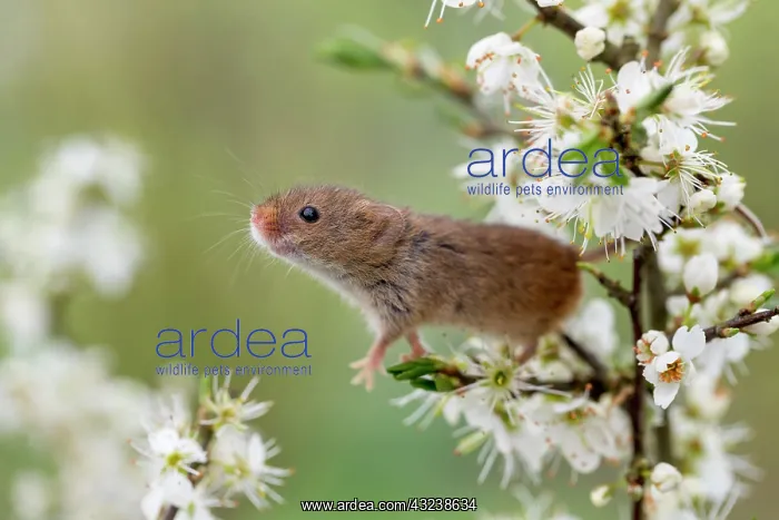 : Harvest Mouse - on Blackthorn Blossom - Devon - UK : Harvest Mouse - on Blackthorn Blossom - Devon - UK