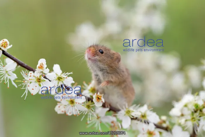 : Harvest Mouse - On Blackthorn Blossom - Devon - UK : Harvest Mouse - On Blackthorn Blossom - Devon - UK