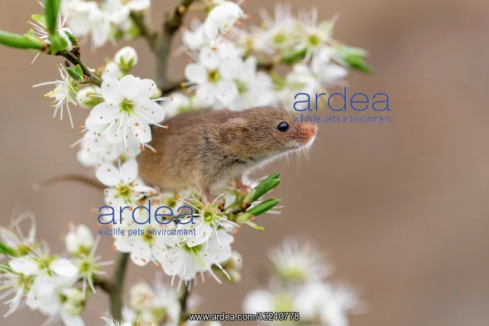 : Harvest Mouse - on Blackthorn Blossom - Devon - UK : Harvest Mouse - on Blackthorn Blossom - Devon - UK
