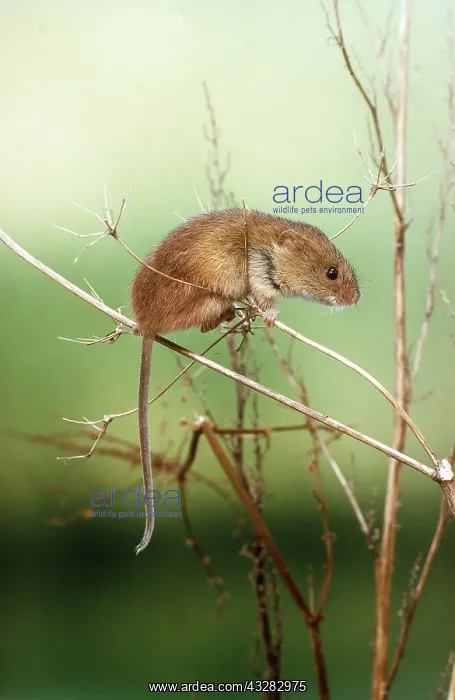 : HARVEST MOUSE - on branch : HARVEST MOUSE - on branch