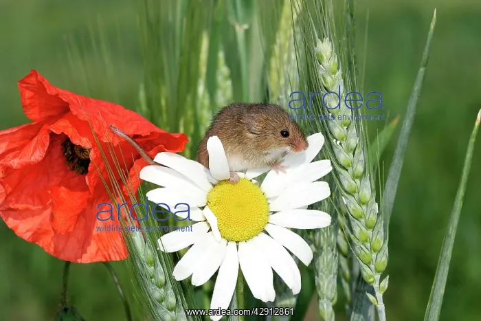 : Harvest Mouse - climbing on daisies and poppies : Harvest Mouse - climbing on daisies and poppies