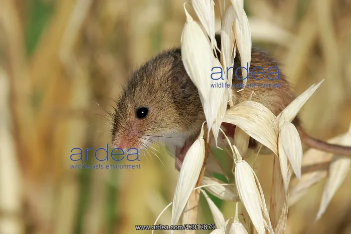: Harvest Mouse - climbing on oats : Harvest Mouse - climbing on oats
