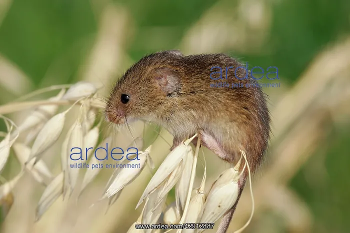 : Harvest Mouse - climbing on oats : Harvest Mouse - climbing on oats