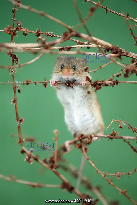 : Harvest Mouse - climbing between stalks of Dock plant : Harvest Mouse - climbing between stalks of Dock plant