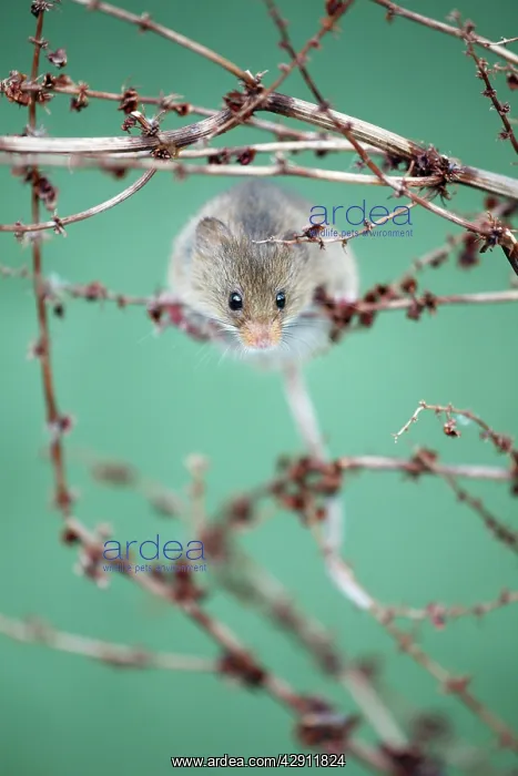 : Harvest Mouse - climbing between stalks of Dock plant : Harvest Mouse - climbing between stalks of Dock plant