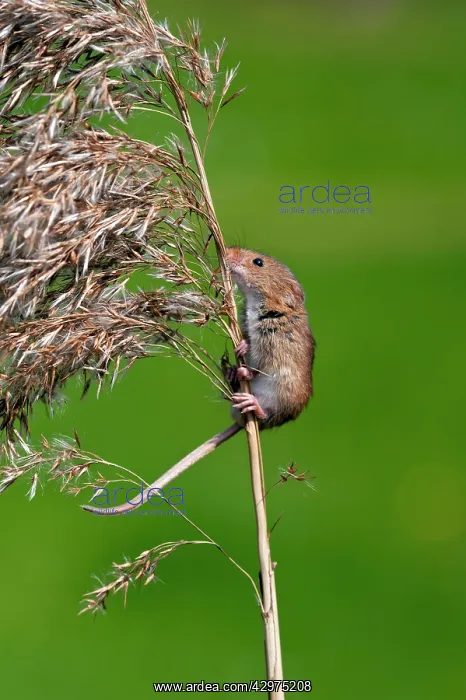 : Harvest mouse - climbing up stem of common reed : Harvest mouse - climbing up stem of common reed