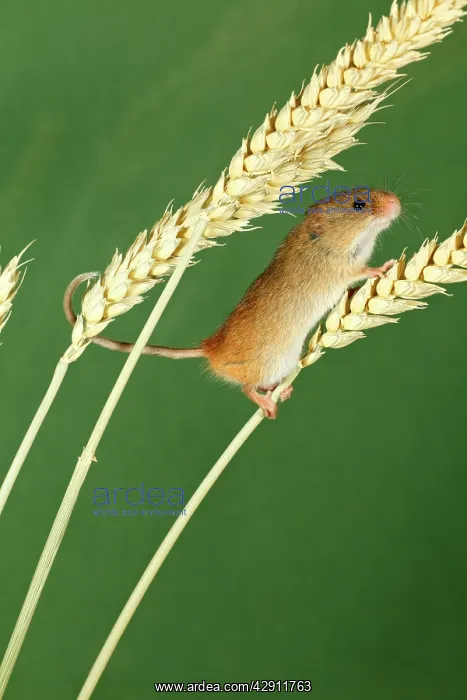 : Harvest Mouse - climbing using prehensile tail : Harvest Mouse - climbing using prehensile tail
