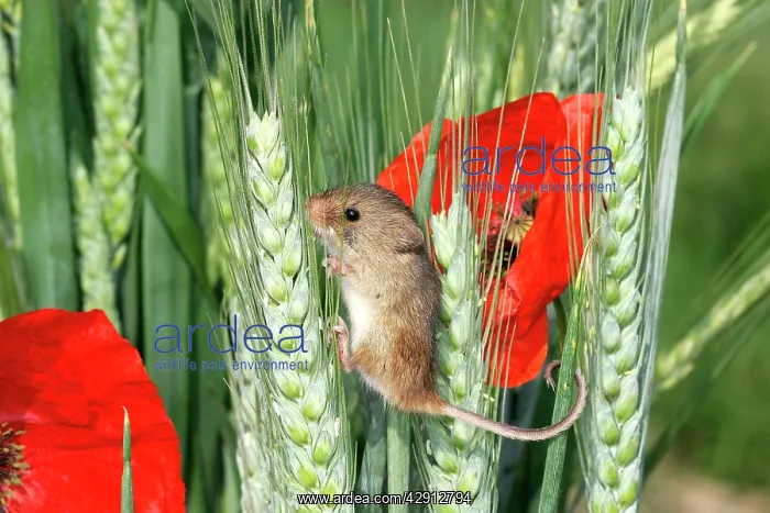 : Harvest MOUSE - climbing on wheat ear, among poppies : Harvest MOUSE - climbing on wheat ear, among poppies