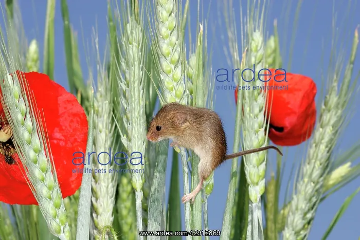 : Harvest Mouse - climbing on wheat ears among poppies : Harvest Mouse - climbing on wheat ears among poppies