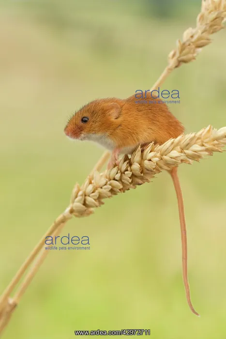 : Harvest Mouse - climbing on wheat looking for food - July : Harvest Mouse - climbing on wheat looking for food - July