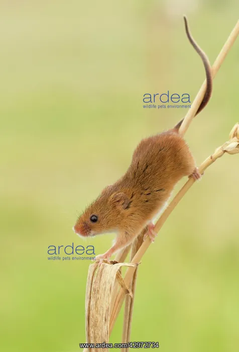 : Harvest Mouse - climbing down wheat stem looking : Harvest Mouse - climbing down wheat stem looking