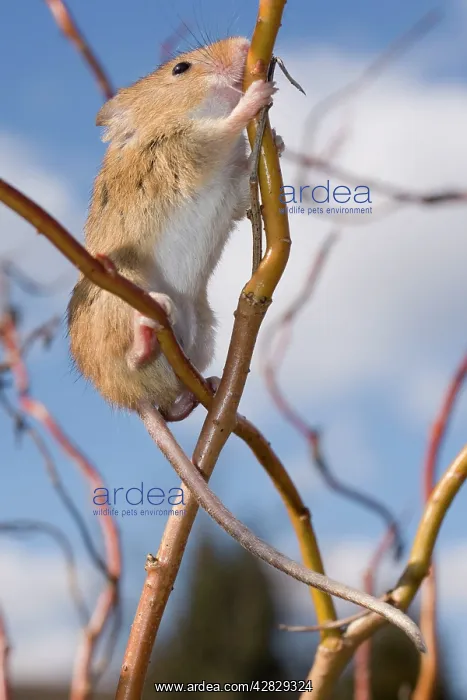  : Harvest Mouse - climbing willow stem