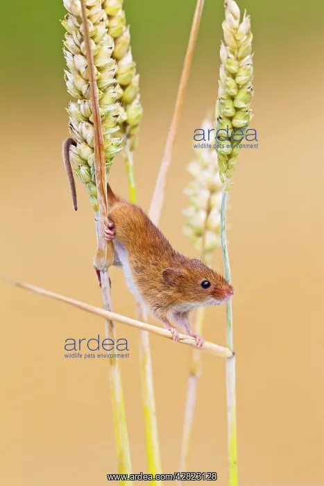 : Harvest Mouse - close up in wheat - : Harvest Mouse - close up in wheat -