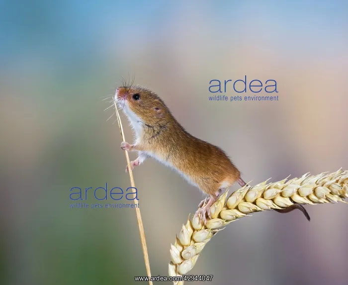 : Harvest mouse - on corn head : Harvest mouse - on corn head
