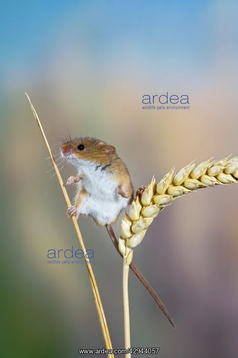 : Harvest mouse - on corn head : Harvest mouse - on corn head
