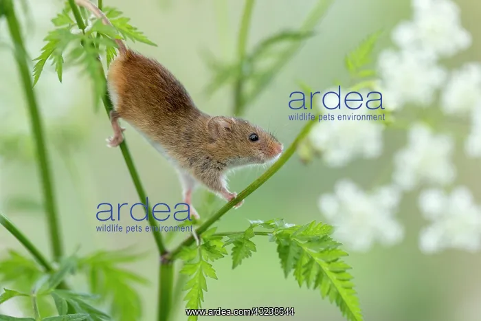  : Harvest Mouse on Cow Parsley - Devon - UK