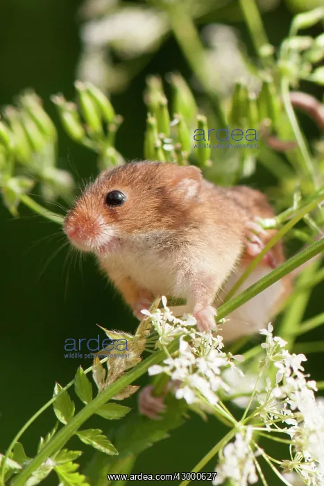 : Harvest Mouse - on cow parsley. North Lincolnshire : Harvest Mouse - on cow parsley. North Lincolnshire