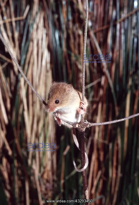 : HARVEST MOUSE - amongst crops : HARVEST MOUSE - amongst crops