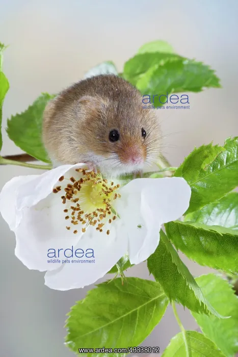 : Harvest Mouse - on dog rose : Harvest Mouse - on dog rose