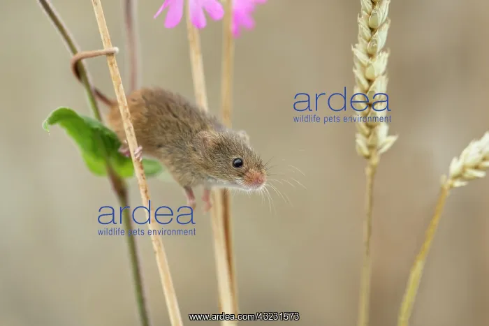  : Harvest Mouse - on Ears of Wheat - Devon - UK