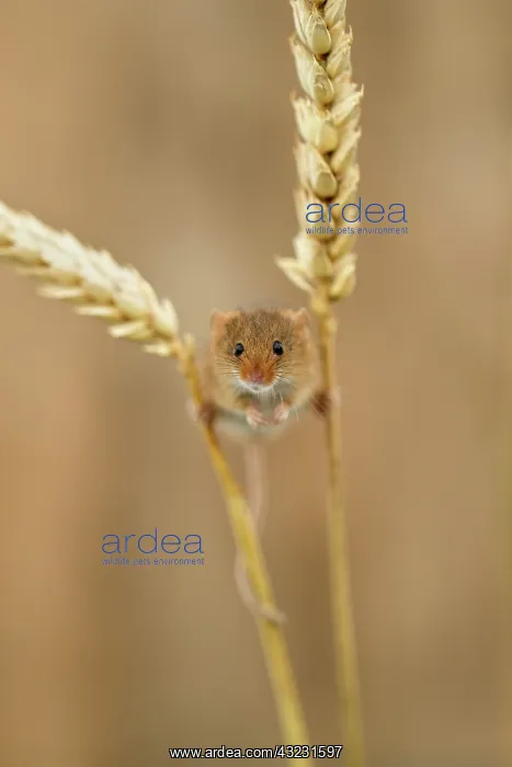 : Harvest Mouse - On Ears of Wheat - Devon - UK : Harvest Mouse - On Ears of Wheat - Devon - UK