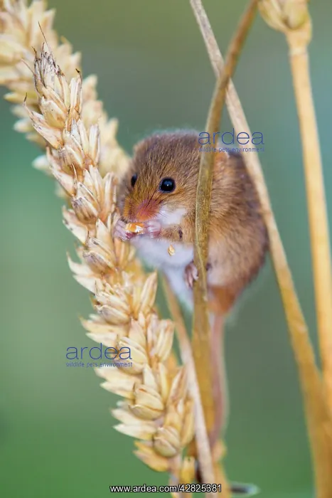 : Harvest Mouse - eating Ear Wheat : Harvest Mouse - eating Ear Wheat