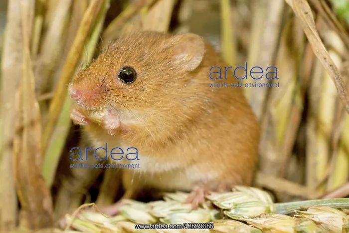 : Harvest Mouse eating wheat seed : Harvest Mouse eating wheat seed