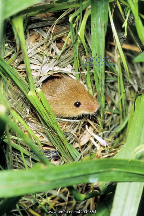 : Harvest Mouse - at entrance hole of nest, built : Harvest Mouse - at entrance hole of nest, built