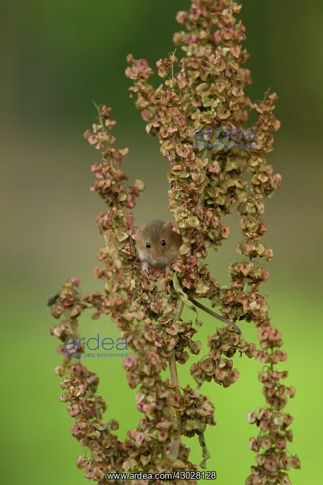 : Harvest Mouse exploring Common Sorrel (Rumex acetosa) : Harvest Mouse exploring Common Sorrel (Rumex acetosa)