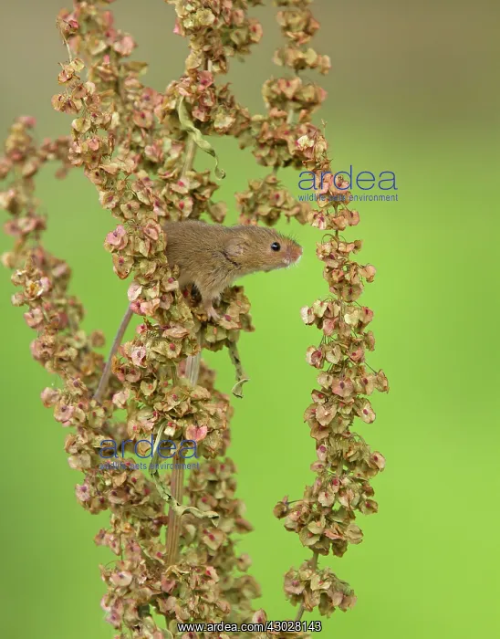 : Harvest Mouse exploring Common Sorrel (Rumex acetosa) : Harvest Mouse exploring Common Sorrel (Rumex acetosa)