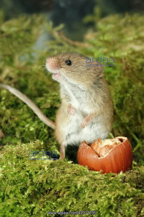 : Harvest Mouse - feeding on hazel nut : Harvest Mouse - feeding on hazel nut