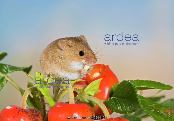 : Harvest mouse - feeding on rose hips : Harvest mouse - feeding on rose hips