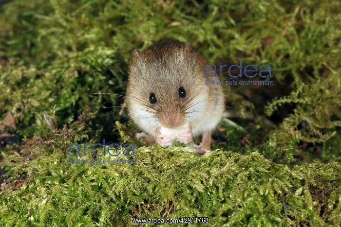  : Harvest Mouse - feeding on seed