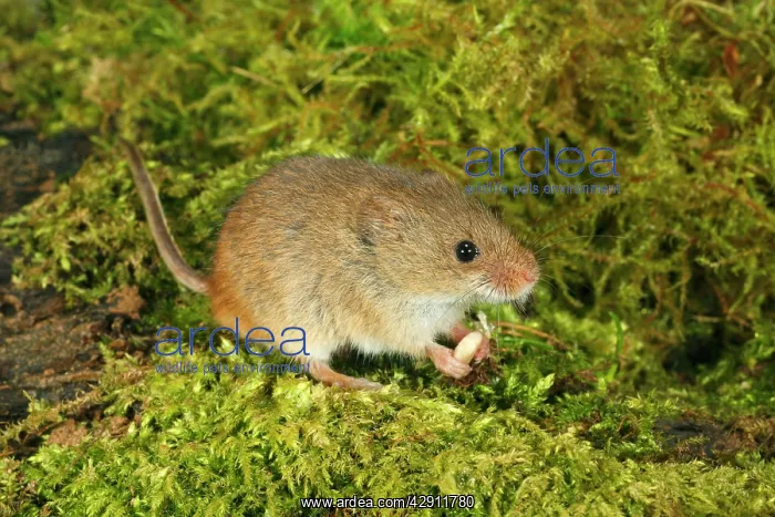 : Harvest Mouse - feeding on seed : Harvest Mouse - feeding on seed