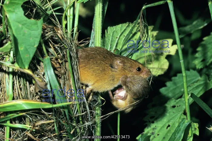 : Harvest Mouse - female transporting baby animal : Harvest Mouse - female transporting baby animal
