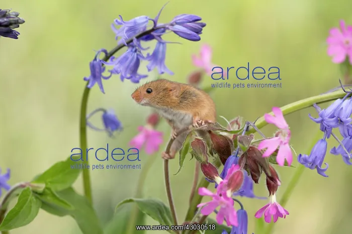  : Harvest Mouse - on Flowers - Devon - UK