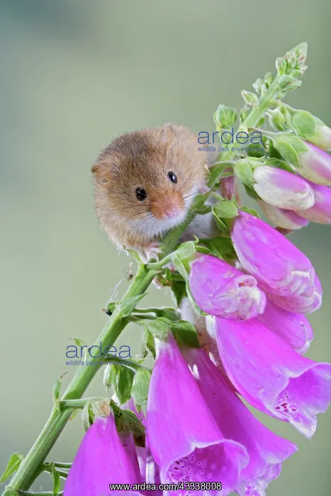 : Harvest Mouse - on foxglove : Harvest Mouse - on foxglove